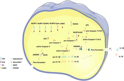 Cardiac Remodeling in Heart Failure: Role of Pyroptosis and Its Therapeutic Implications